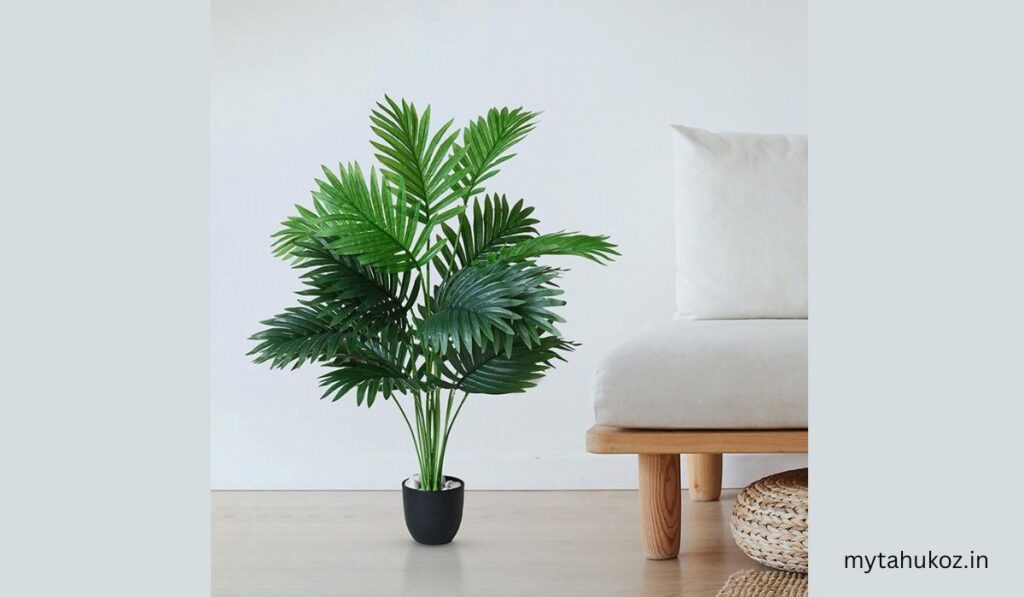  પ્લાન્ટ વિથ પોટ